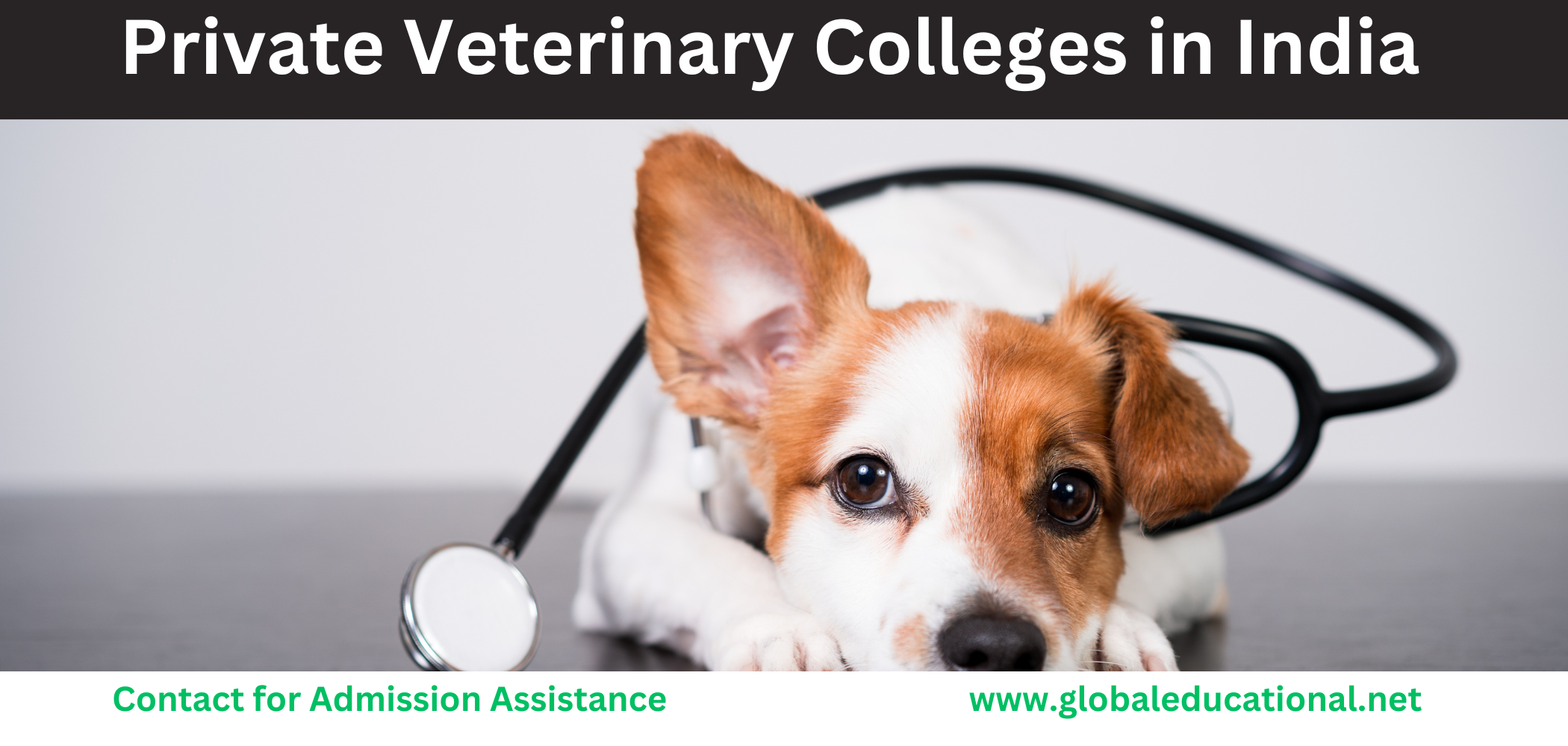 Private Veterinary Colleges in India BVSC Admission